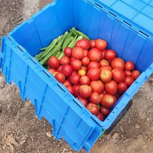 an attached lid tote bin holding harvest vegetables
